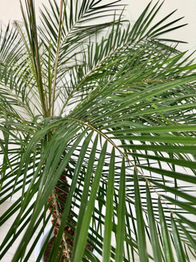 観葉植物 フェニックスロベレニー 10号 プラスチック鉢