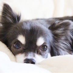 チワワ好きな方🐶　