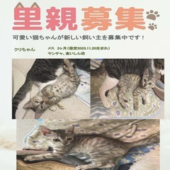 保護猫を引き取ってくださる方を探しています。