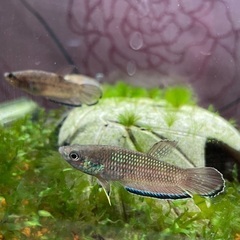 熱帯魚　シンプレックス　タイプ2 の画像
