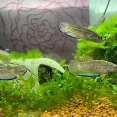 熱帯魚　シンプレックス　タイプ2 の画像