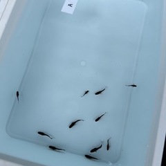 【A】オロチメダカ 10匹+おまけ   めだか