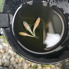 ミカエル　ペア　