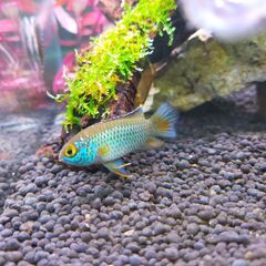 ナンナカラ アノマラ　ペア　熱帯魚　アピストグラマ　シクリッドの画像