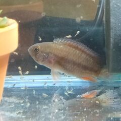 ナンナカラ アノマラ　ペア　熱帯魚　アピストグラマ　シクリッドの画像