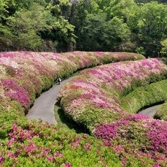 【4月28日午後開催！】生駒山サクッと登山（なるかわ園地ツツジ🌺）✨ 