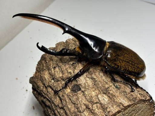 大型ヘラクレスリッキー   オス単品