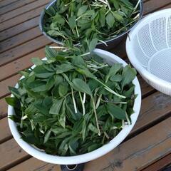 アズキ菜　　アイヌネギ　　葉わさび