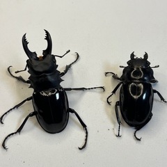 インターメディアツヤクワガタ　♂♀ペア