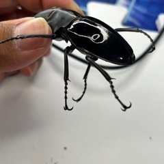 インターメディアツヤクワガタ　♂♀ペアの画像