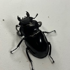 インターメディアツヤクワガタ　♂♀ペアの画像