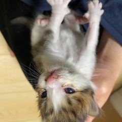 三兄弟