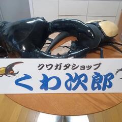 ヘラクレスオオカブト　オオクワガタ
