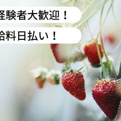 【済】【日払い】愛媛県松山市八反地でいちごの収穫作業のお仕事！【...