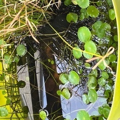 メダカを数匹くださいませ〜　　　　　　　　(=´∀｀)人(´∀｀=)