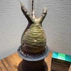 パキポディウムグラキリスの画像