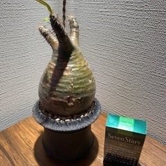 パキポディウムグラキリスの画像