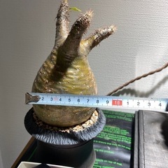 パキポディウムグラキリスの画像