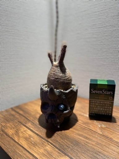 パキポディウム　グラキリス