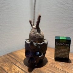 パキポディウム　グラキリス