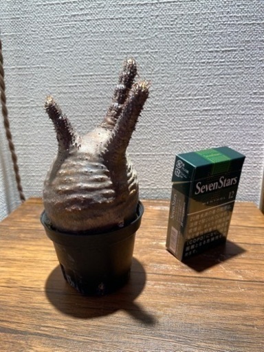 パキポディウムグラキリス