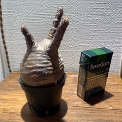 パキポディウムグラキリス