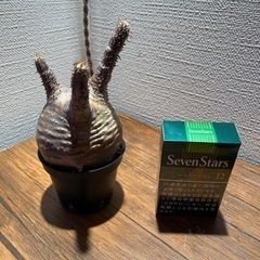 パキポディウムグラキリスの画像
