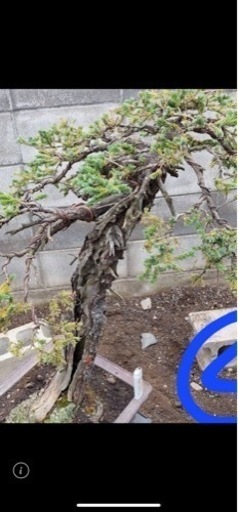 生活雑貨 家庭用品 ガーデニング