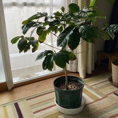 観葉植物　コーヒーの木