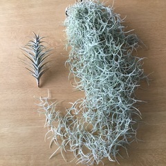 エアープランツセット