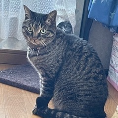 優しい＆甘えん坊 猫ちゃん