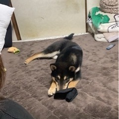 柴犬８ヶ月⭐️イイ子です！！ − 千葉県