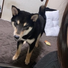 柴犬８ヶ月⭐️イイ子です！！ - 犬