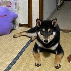 柴犬８ヶ月⭐️イイ子です！！ - 浦安市