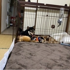 柴犬８ヶ月⭐️イイ子です！！ - 里親募集