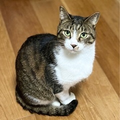 透き通るようなグリーンアイ✨のキジ白ハンサムボーイ