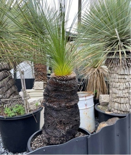 クサントロエアジョンソニー　激安