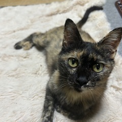 ゴロスリの甘えん坊♡二毛猫ちゃん女の子♡陰性