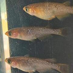 🐍コブラ🐍オス1メス2‼️激安１０００円‼️フレーミングラメ✨め...