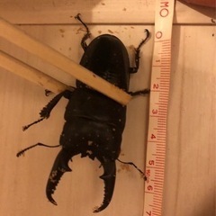 ヒラタクワガタ