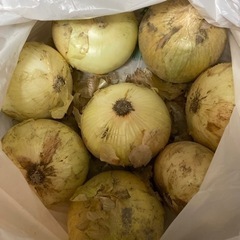 決まりました 新玉ねぎ8玉