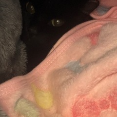 猫捕獲を手伝ってくれる方いらっしゃいませんか、
