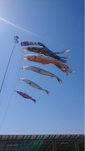 鯉のぼり　端午の節句　こどもの日