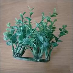 観葉植物　フェイクの画像