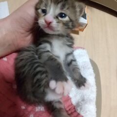 母と子５匹、それぞれペアで里子にでれました！4/6生の５匹兄妹　...