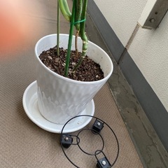 モンテスラの画像