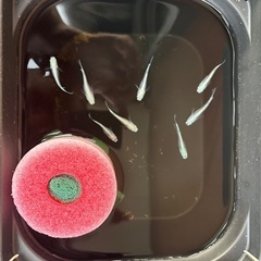 ミユキメダカ8匹