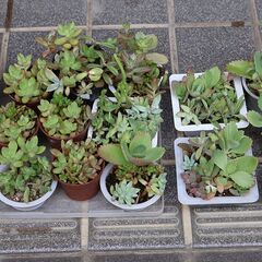 草花、多肉植物、ハーブ等をおわけします