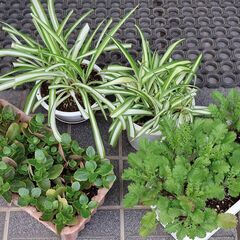 草花、多肉植物、ハーブ等をおわけしますの画像