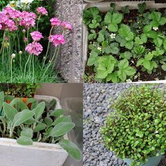草花、多肉植物、ハーブ等をおわけしますの画像